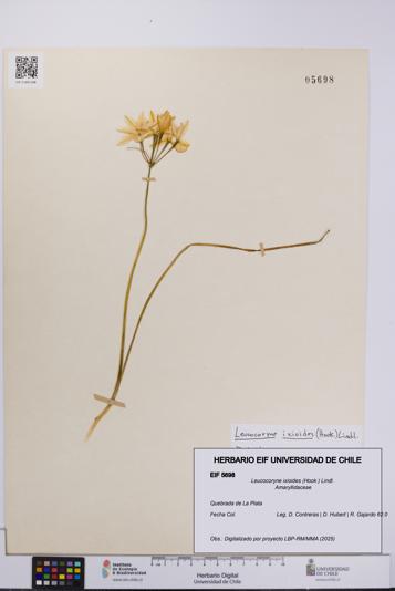 Leucocoryne ixioides [Espécimen: UCH:EIF:0005698]