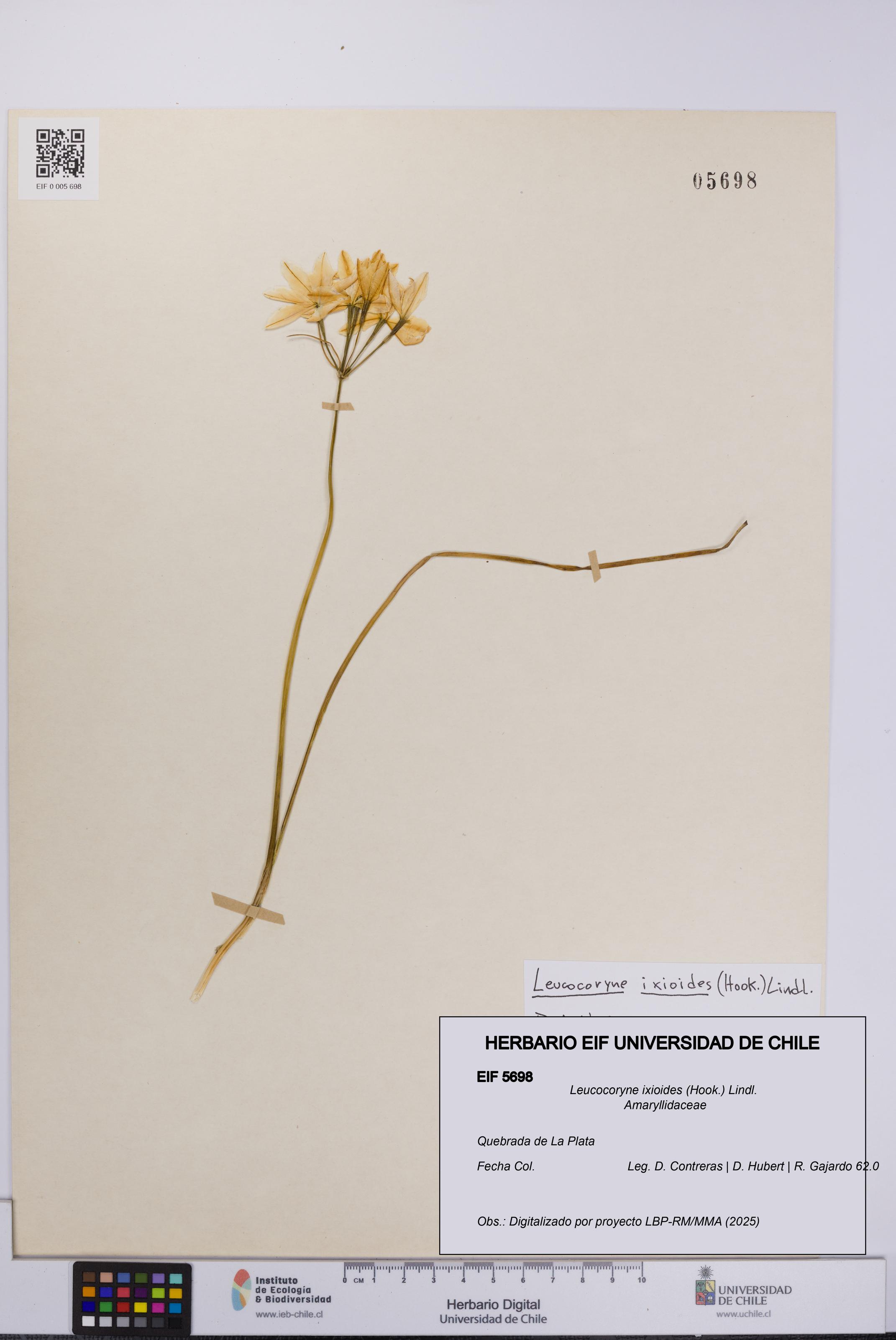 Leucocoryne ixioides [Espécimen: UCH:EIF:0005698]