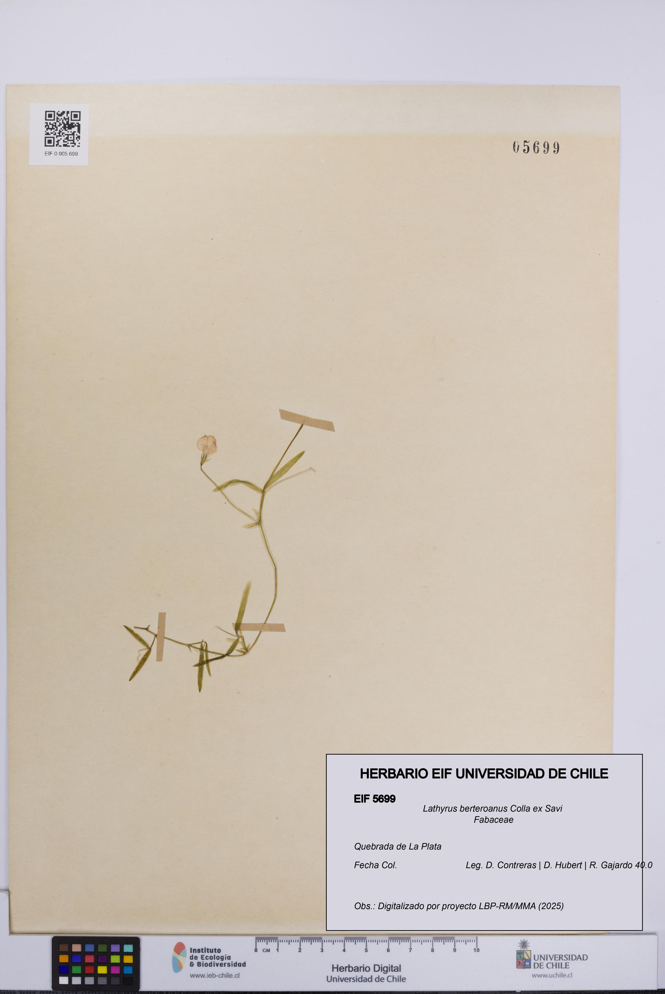 Lathyrus berteroanus [Espécimen: UCH:EIF:0005699]