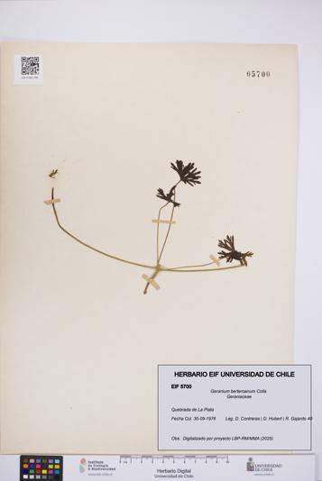 Geranium berteroanum [Espécimen: UCH:EIF:0005700]