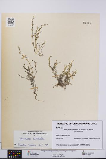 Pectocarya dimorpha [Espécimen: UCH:EIF:0005702]