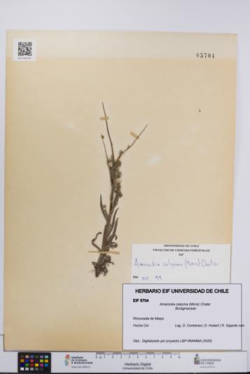 Amsinckia calycina [Espécimen: UCH:EIF:0005704]