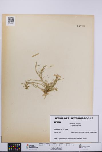 Cerastium arvense [Espécimen: UCH:EIF:0005708]