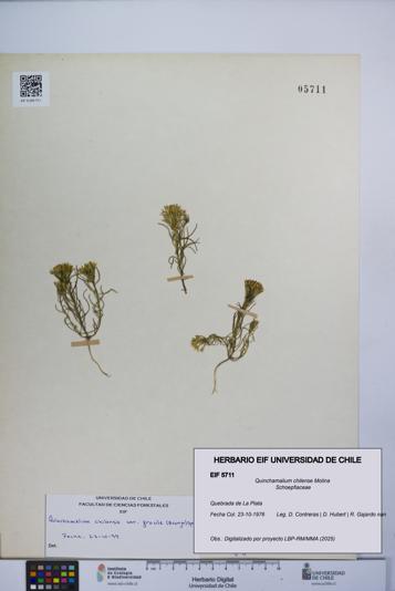 Quinchamalium chilense [Espécimen: UCH:EIF:0005711]