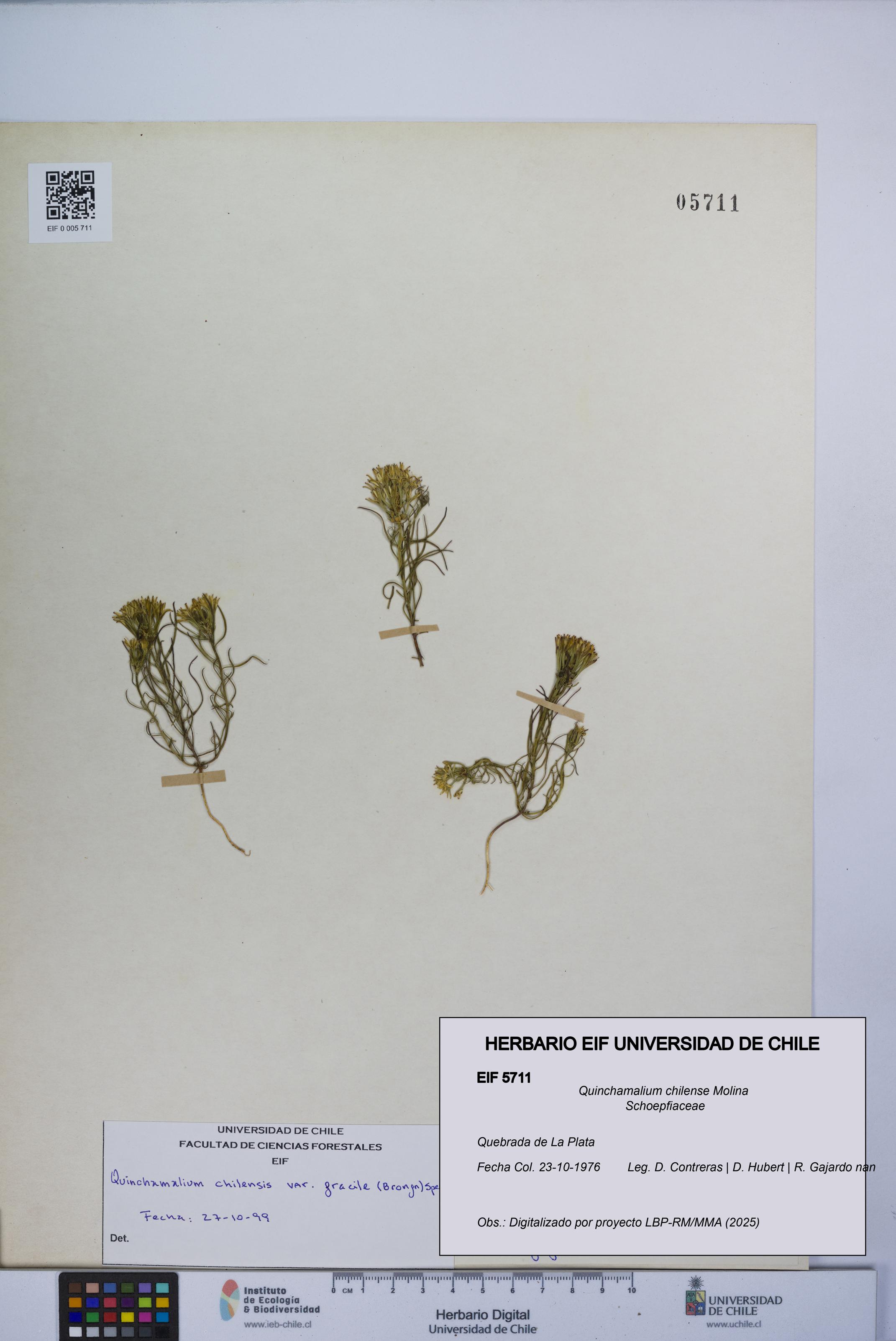 Quinchamalium chilense [Espécimen: UCH:EIF:0005711]