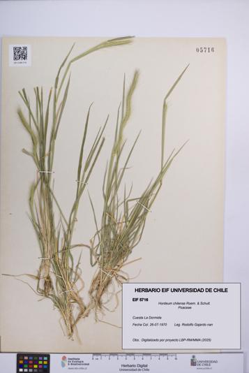 Hordeum chilense [Espécimen: UCH:EIF:0005716]
