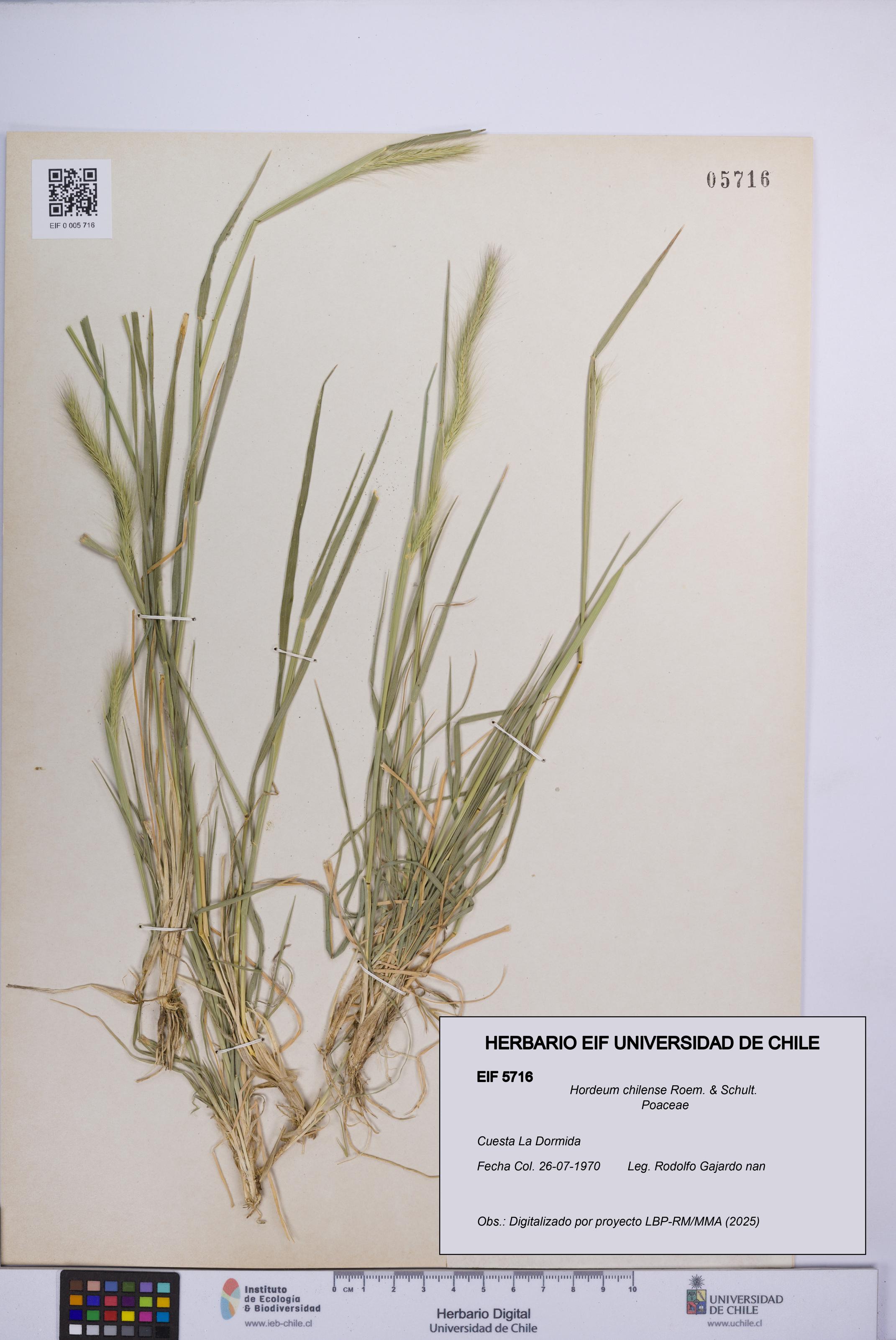Hordeum chilense [Espécimen: UCH:EIF:0005716]