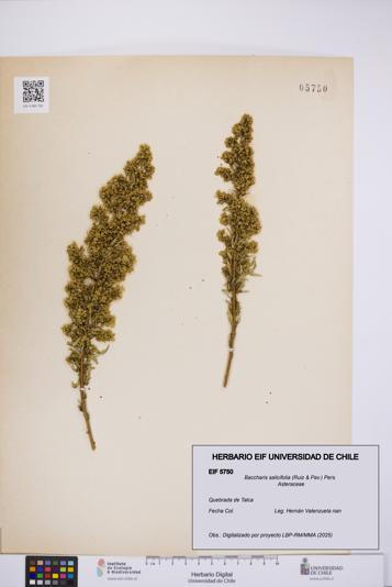 Baccharis salicifolia [Espécimen: UCH:EIF:0005750]
