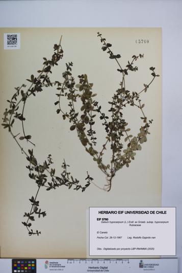 Galium hypocarpium subsp. hypocarpium [Espécimen: UCH:EIF:0005760]