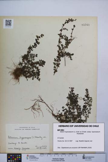 Galium hypocarpium subsp. hypocarpium [Espécimen: UCH:EIF:0005761]