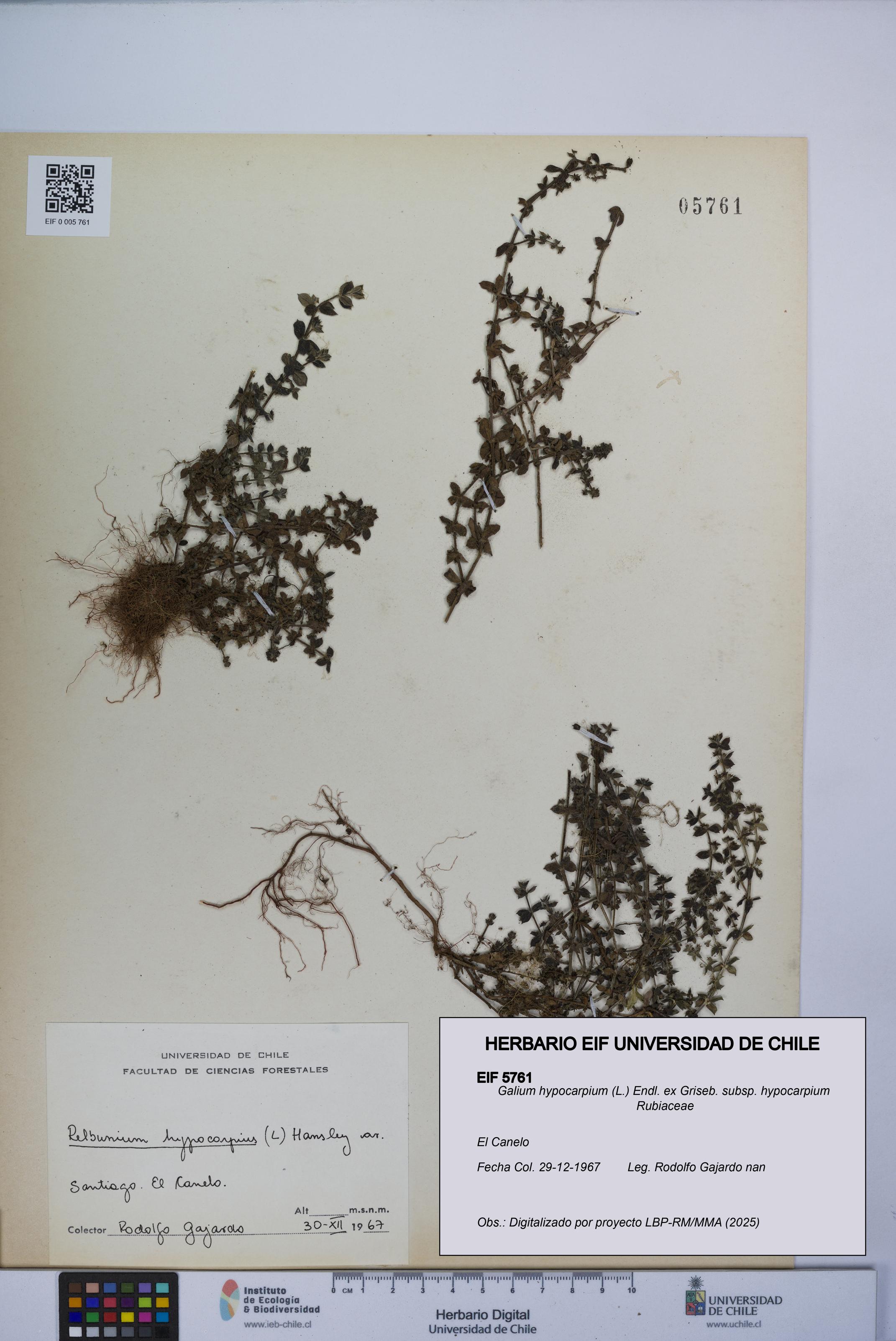 Galium hypocarpium subsp. hypocarpium [Espécimen: UCH:EIF:0005761]