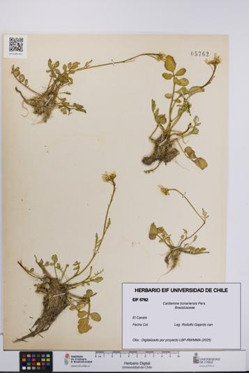 Cardamine bonariensis [Espécimen: UCH:EIF:0005762]