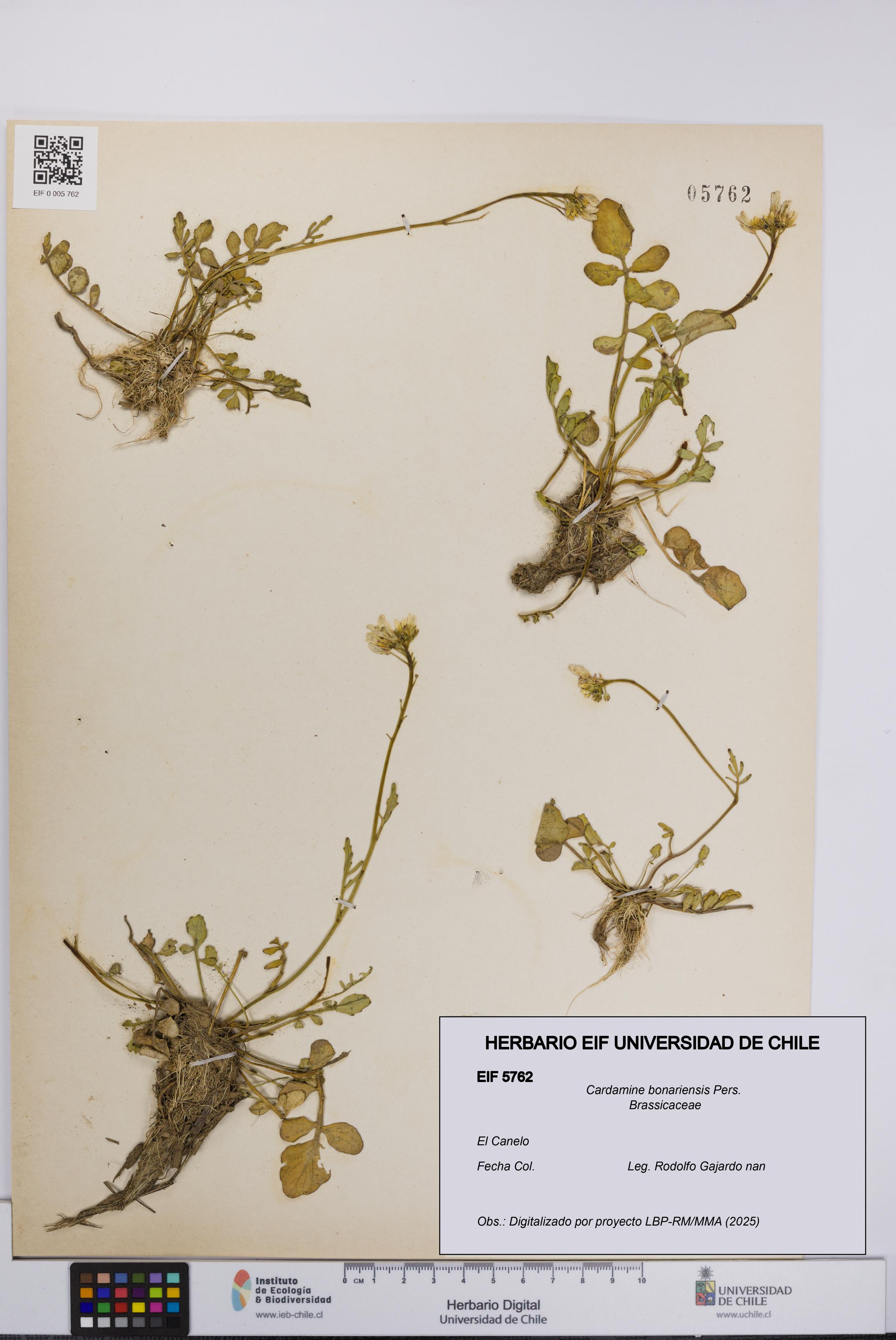 Cardamine bonariensis [Espécimen: UCH:EIF:0005762]