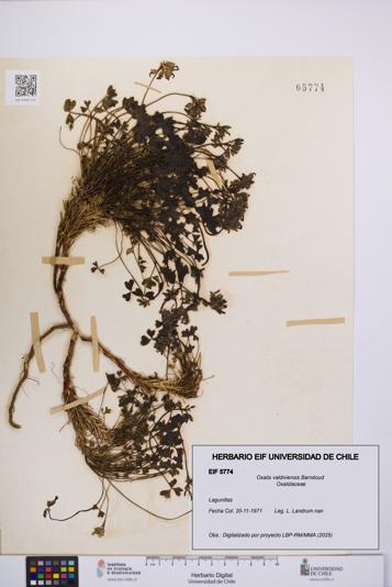 Oxalis valdiviensis [Espécimen: UCH:EIF:0005774]