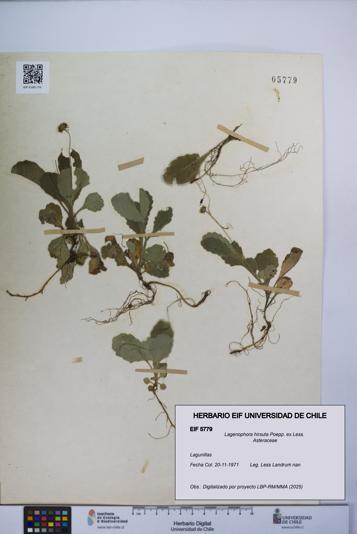 Lagenophora hirsuta [Espécimen: ]