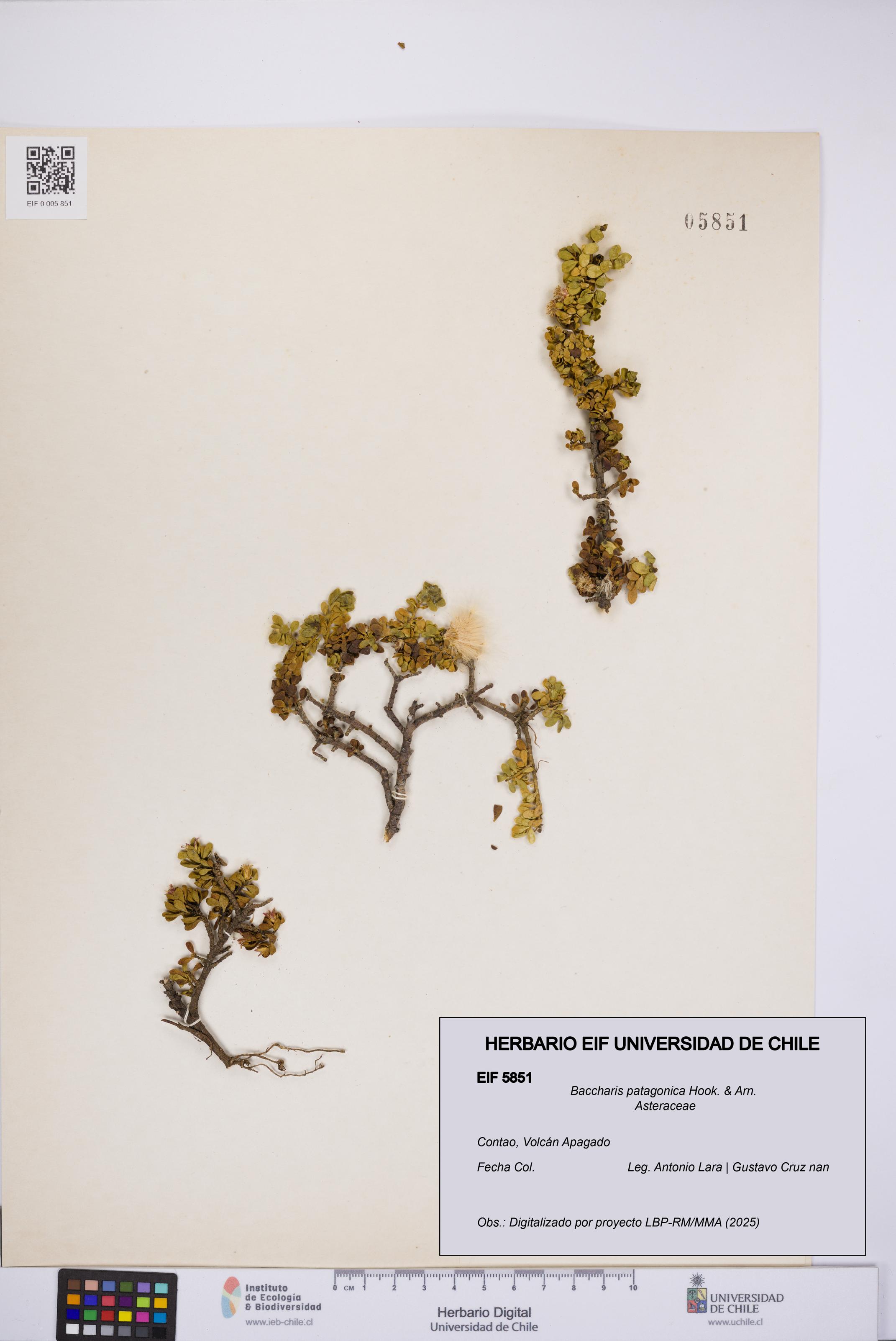Baccharis patagonica [Espécimen: UCH:EIF:0005851]