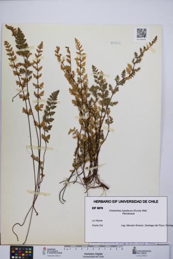 Cheilanthes hypoleuca [Espécimen: UCH:EIF:0005878]