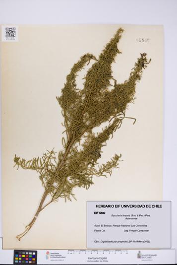 Baccharis linearis [Espécimen: UCH:EIF:0005880]