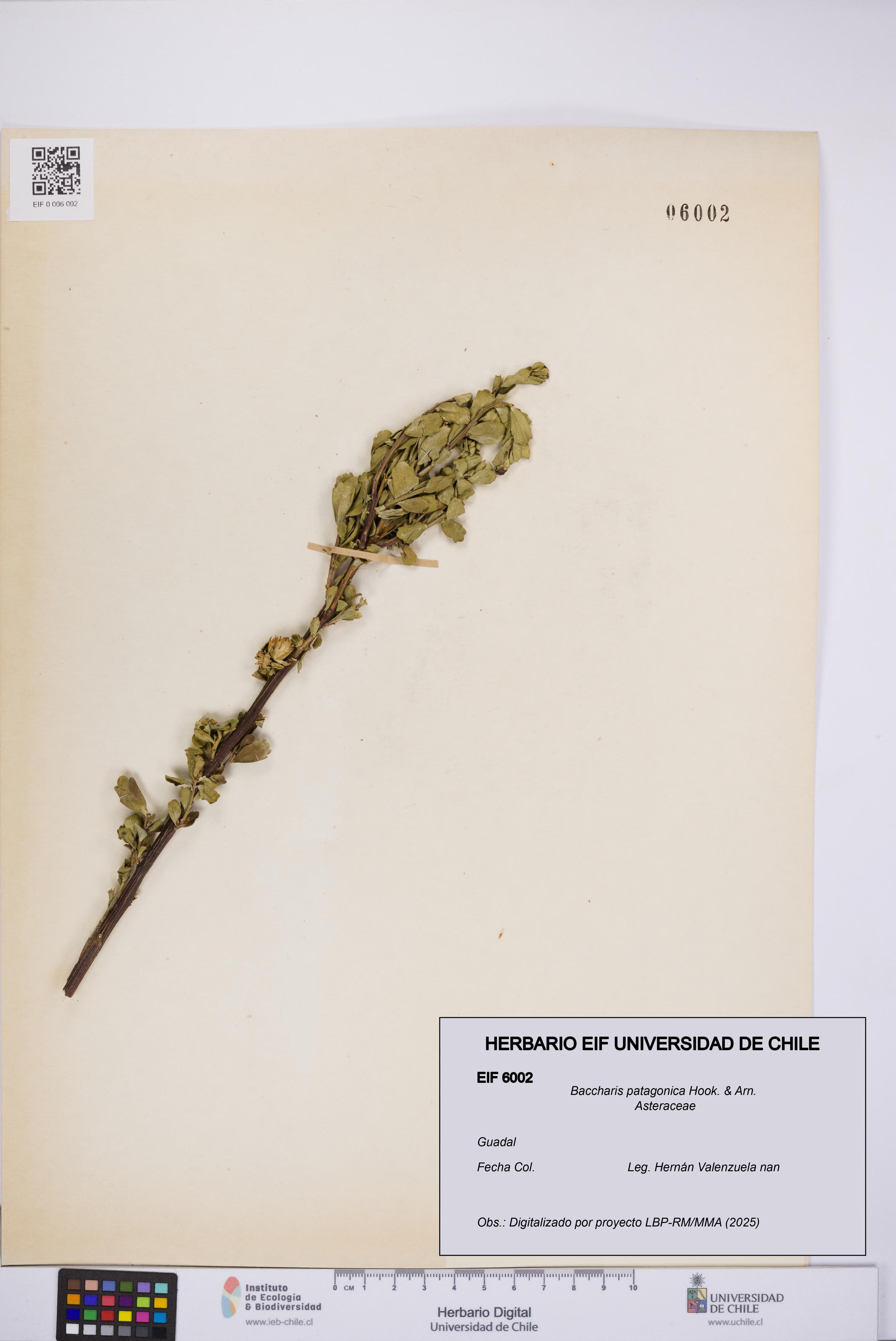 Baccharis patagonica [Espécimen: UCH:EIF:0006002]
