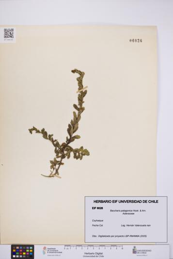 Baccharis patagonica [Espécimen: UCH:EIF:0006026]
