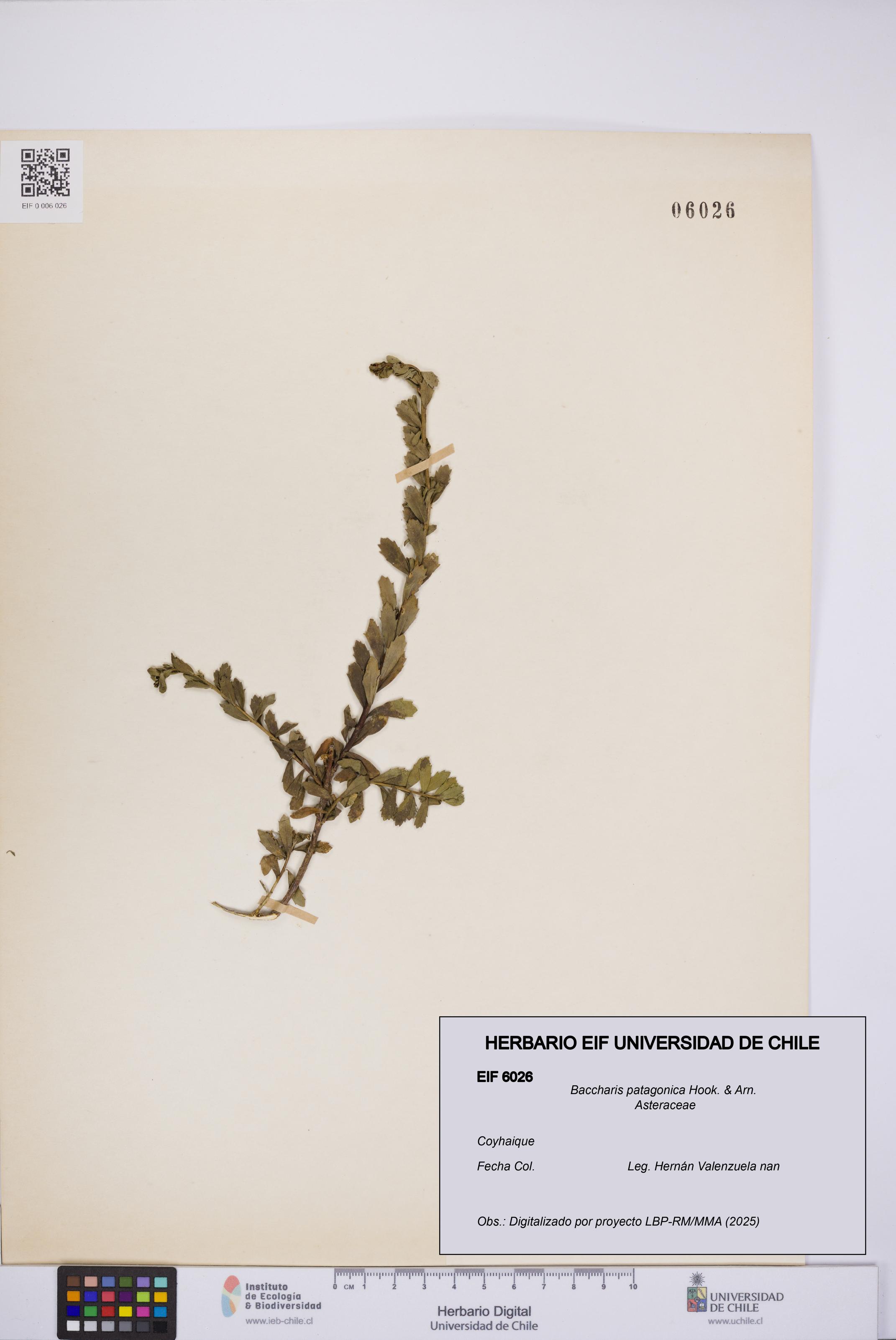 Baccharis patagonica [Espécimen: UCH:EIF:0006026]