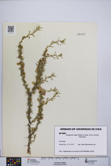 Tetraglochin alata [Espécimen: UCH:EIF:0006057]