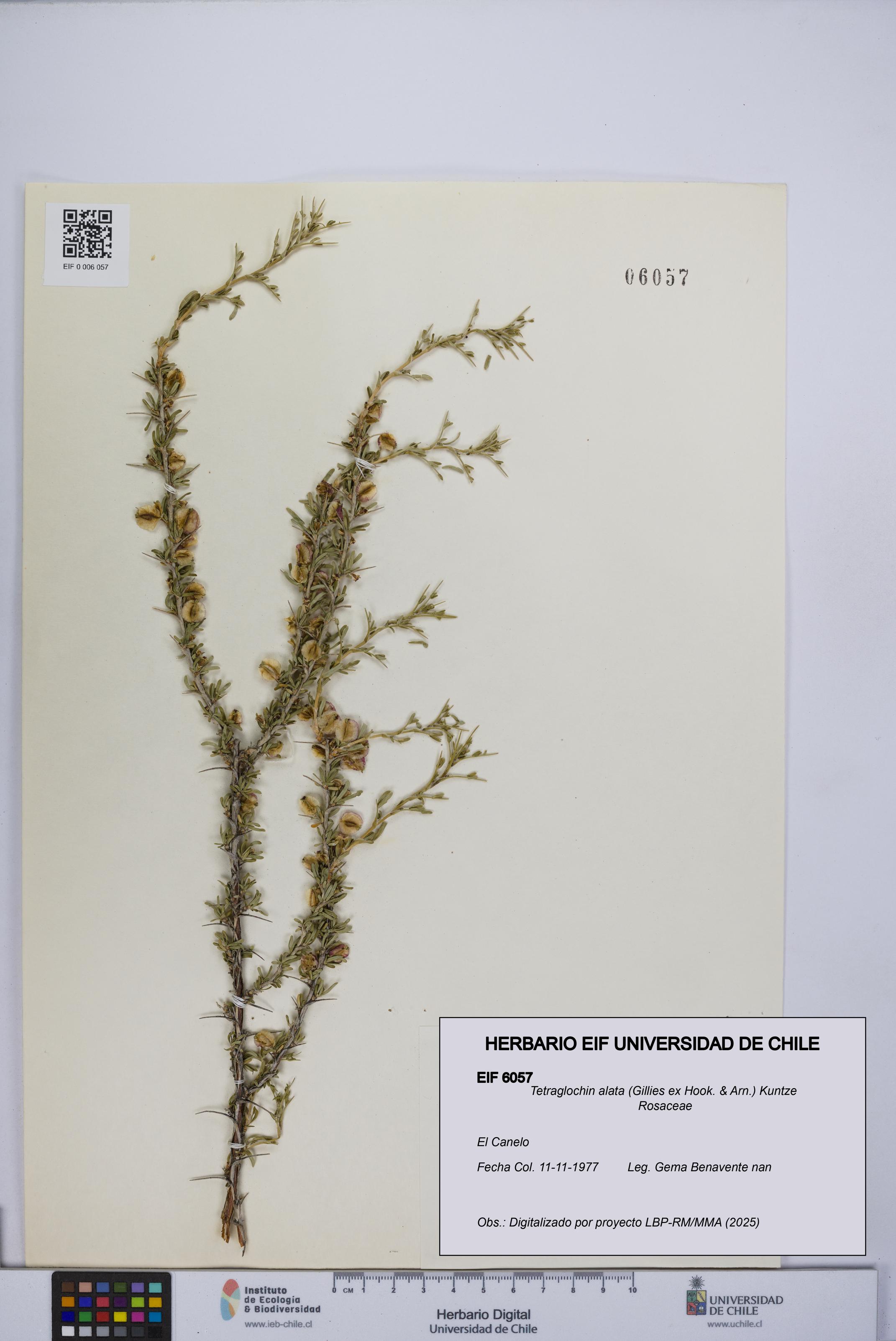 Tetraglochin alata [Espécimen: UCH:EIF:0006057]