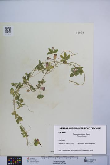 Tropaeolum tricolor [Espécimen: UCH:EIF:0006059]