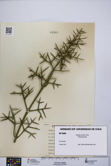 Colletia hystrix [Espécimen: UCH:EIF:0006060]