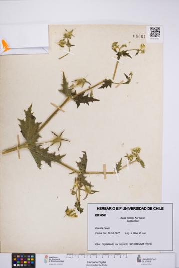 Loasa tricolor [Espécimen: UCH:EIF:0006061]