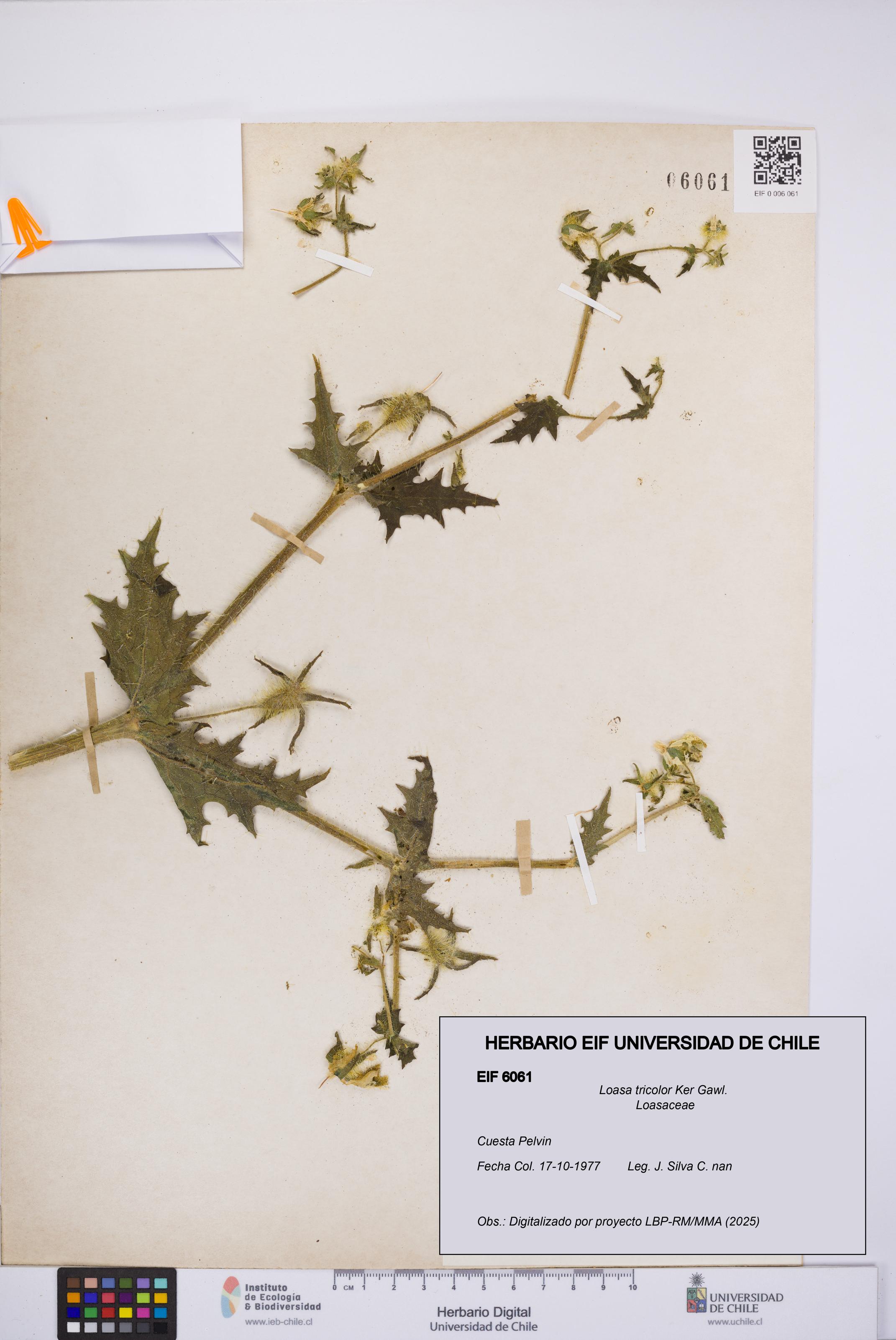 Loasa tricolor [Espécimen: UCH:EIF:0006061]