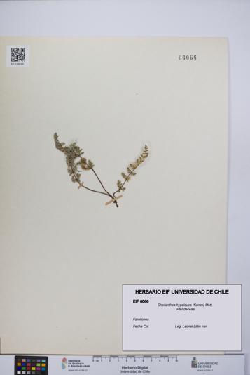 Cheilanthes hypoleuca [Espécimen: UCH:EIF:0006066]