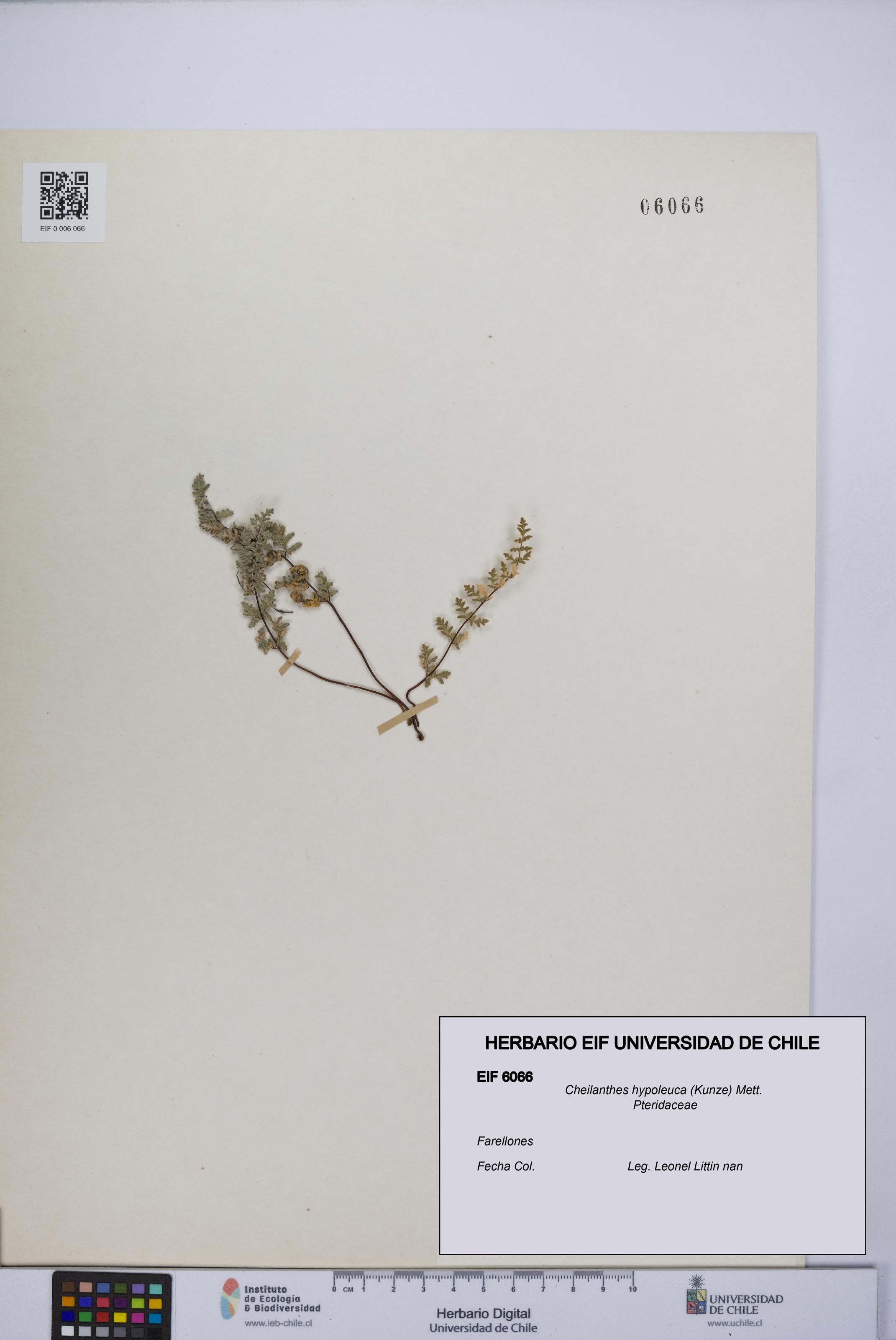 Cheilanthes hypoleuca [Espécimen: UCH:EIF:0006066]