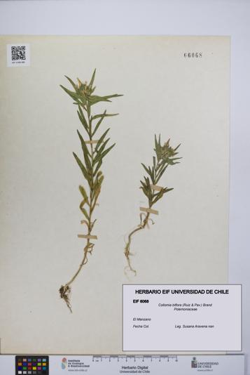 Collomia biflora [Espécimen: UCH:EIF:0006068]