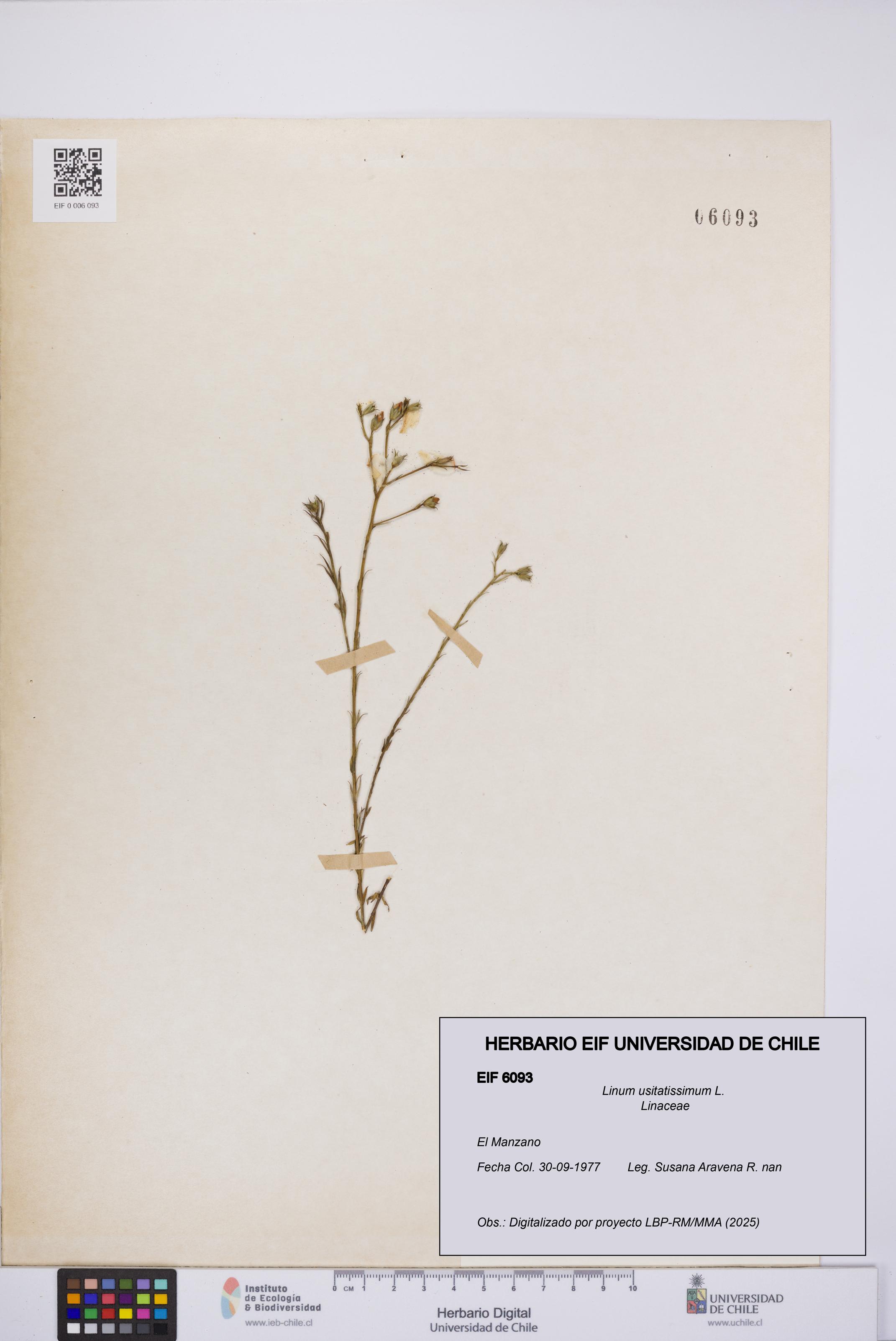 Linum usitatissimum [Espécimen: UCH:EIF:0006093]