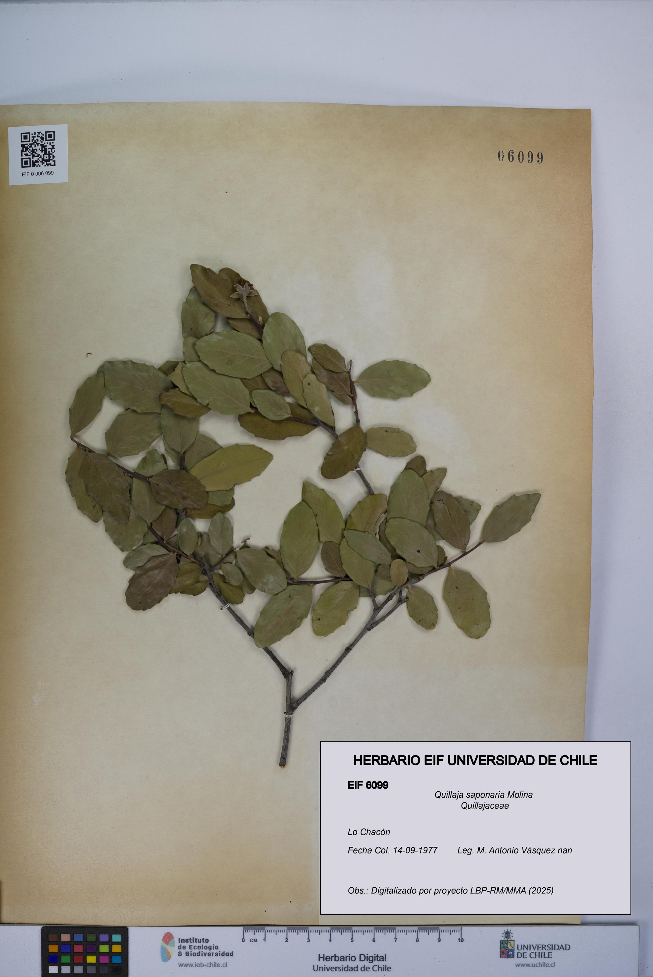 Quillaja saponaria [Espécimen: UCH:EIF:0006099]