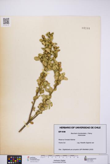 Baccharis rhomboidalis [Espécimen: UCH:EIF:0006106]