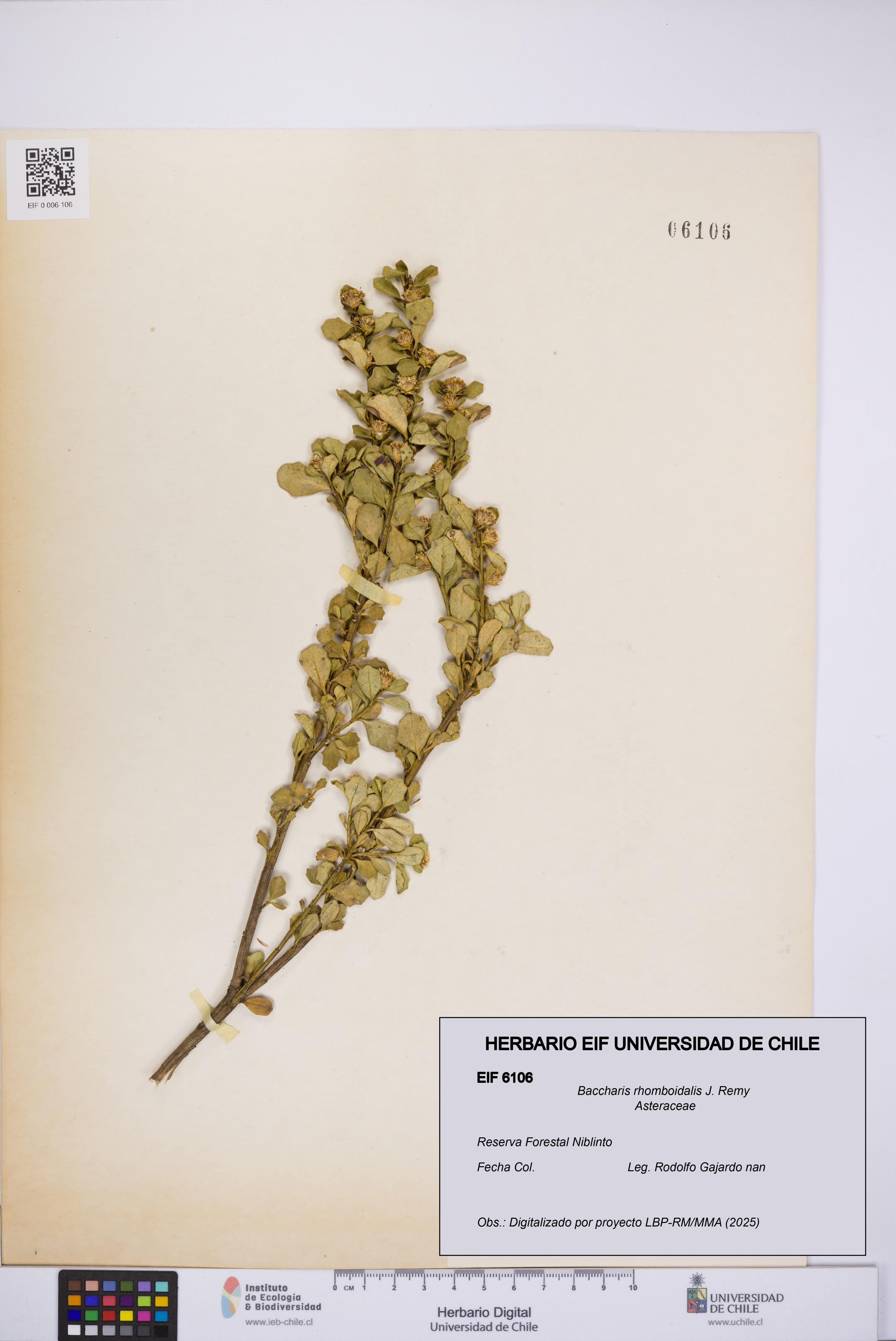 Baccharis rhomboidalis [Espécimen: UCH:EIF:0006106]