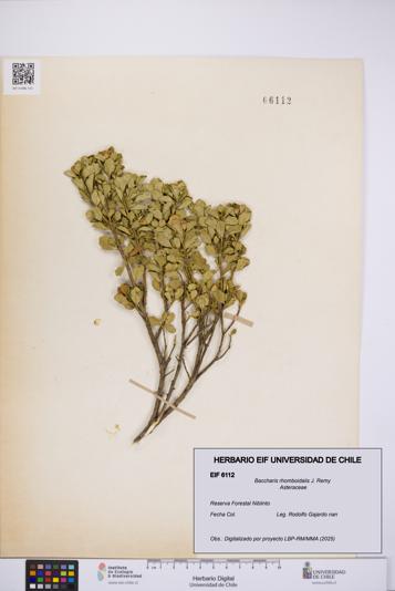 Baccharis rhomboidalis [Espécimen: UCH:EIF:0006112]