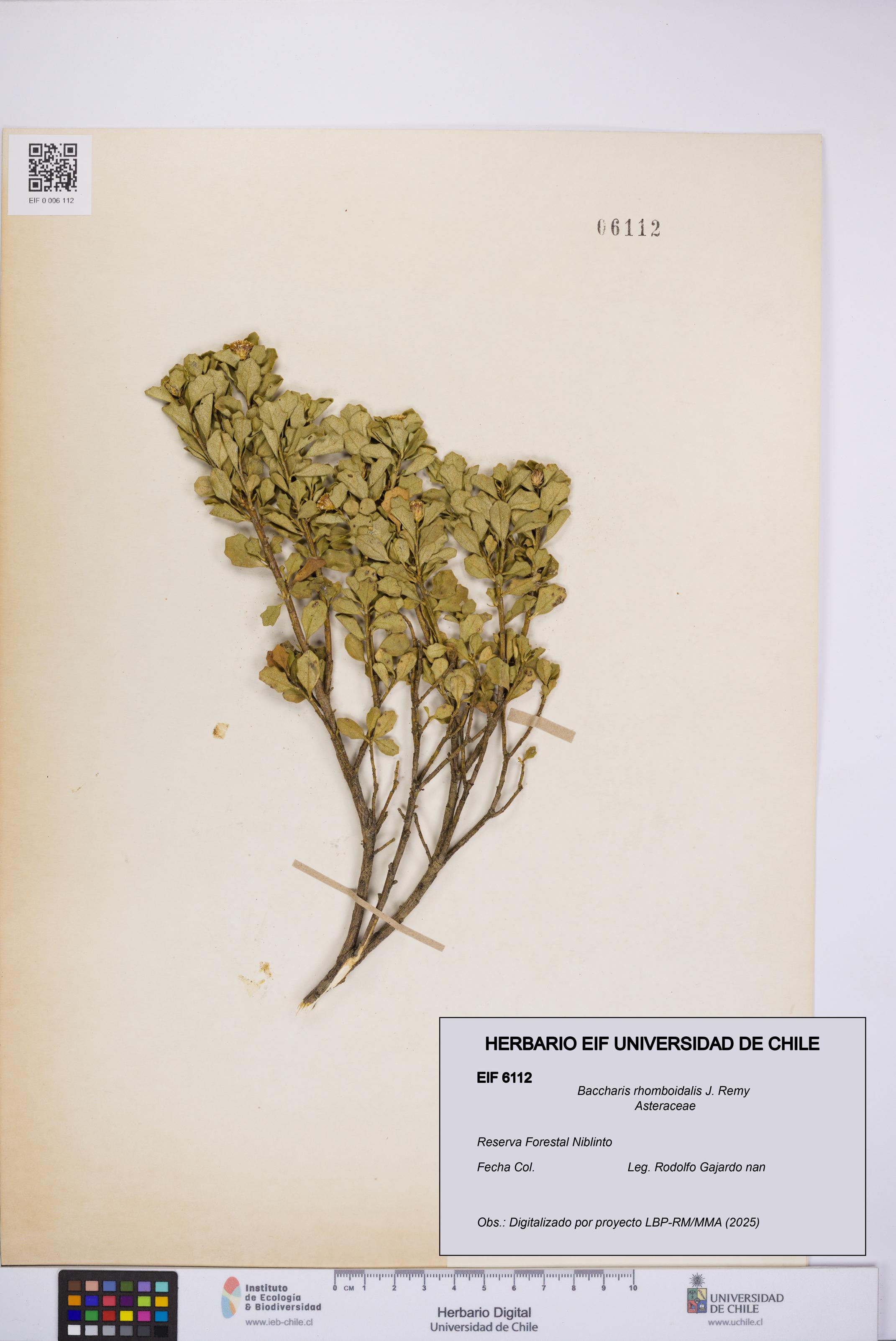 Baccharis rhomboidalis [Espécimen: UCH:EIF:0006112]