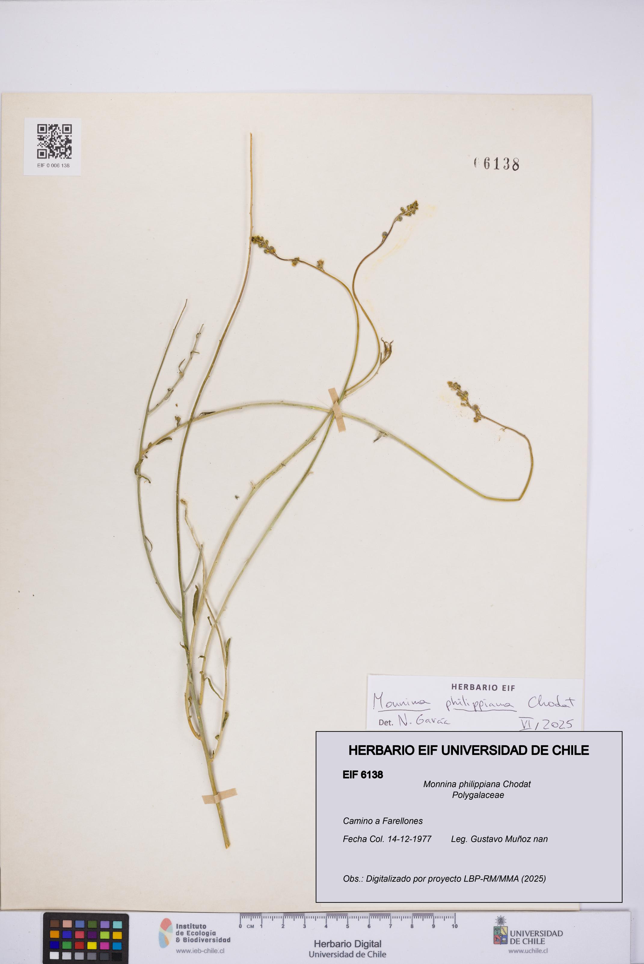 Monnina philippiana [Espécimen: UCH:EIF:0006138]