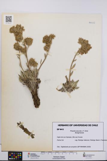 Phacelia secunda [Espécimen: UCH:EIF:0006412]