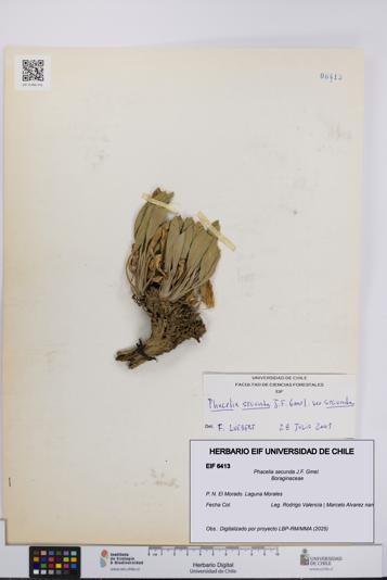 Phacelia secunda [Espécimen: UCH:EIF:0006413]