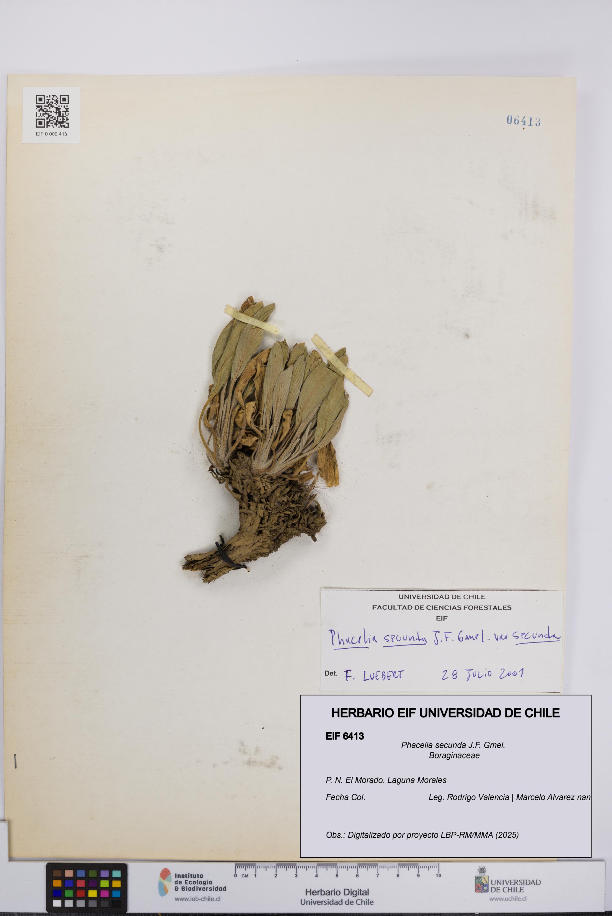 Phacelia secunda [Espécimen: UCH:EIF:0006413]