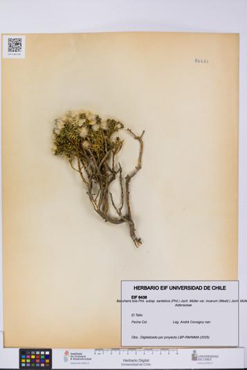 Baccharis tola subsp. santelicis var. incarum [Espécimen: UCH:EIF:0006438]
