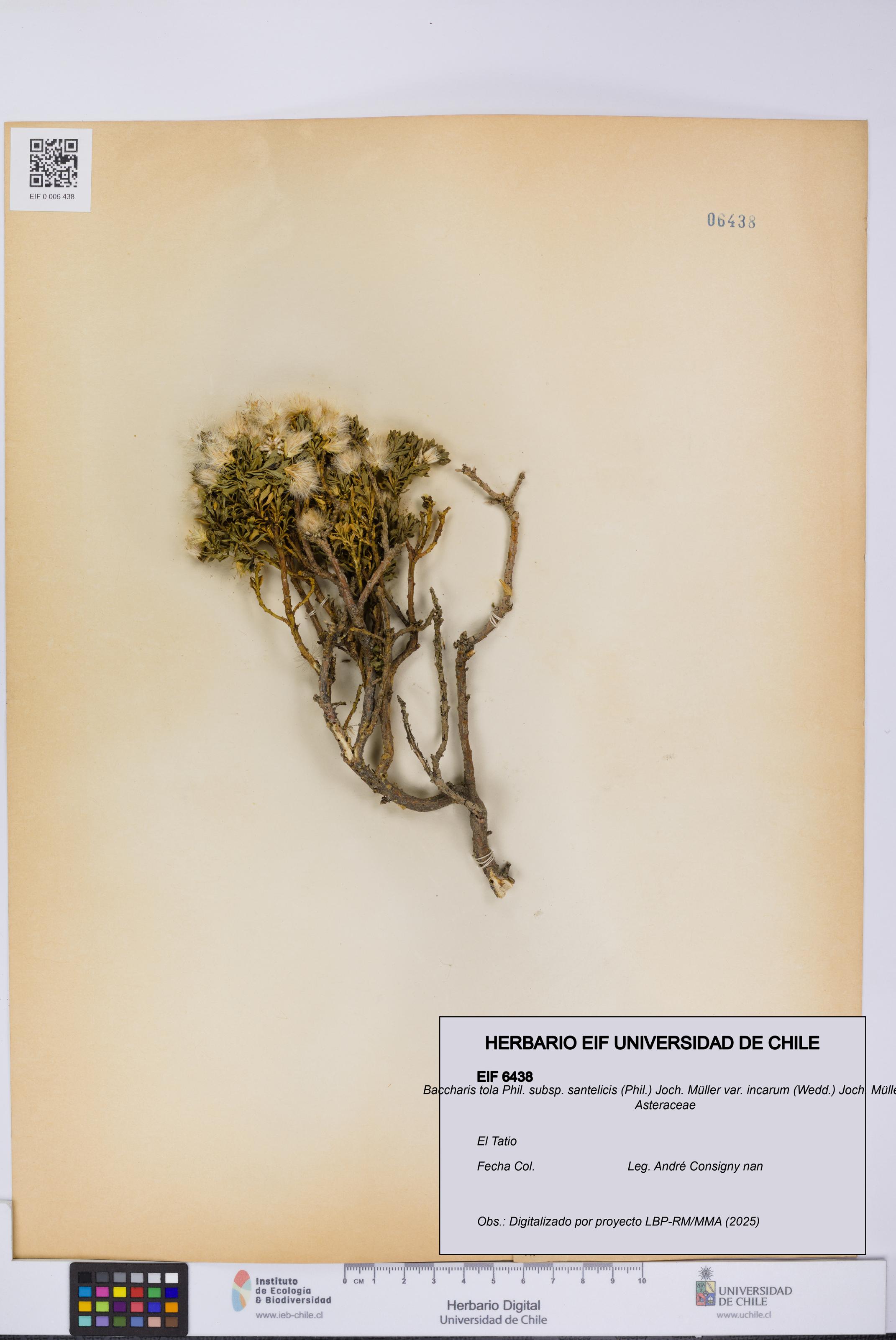 Baccharis tola subsp. santelicis var. incarum [Espécimen: UCH:EIF:0006438]