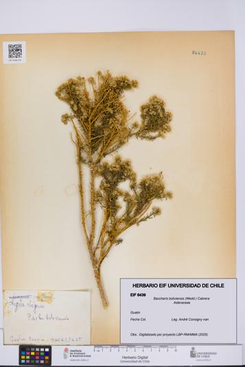 Baccharis boliviensis [Espécimen: UCH:EIF:0006439]