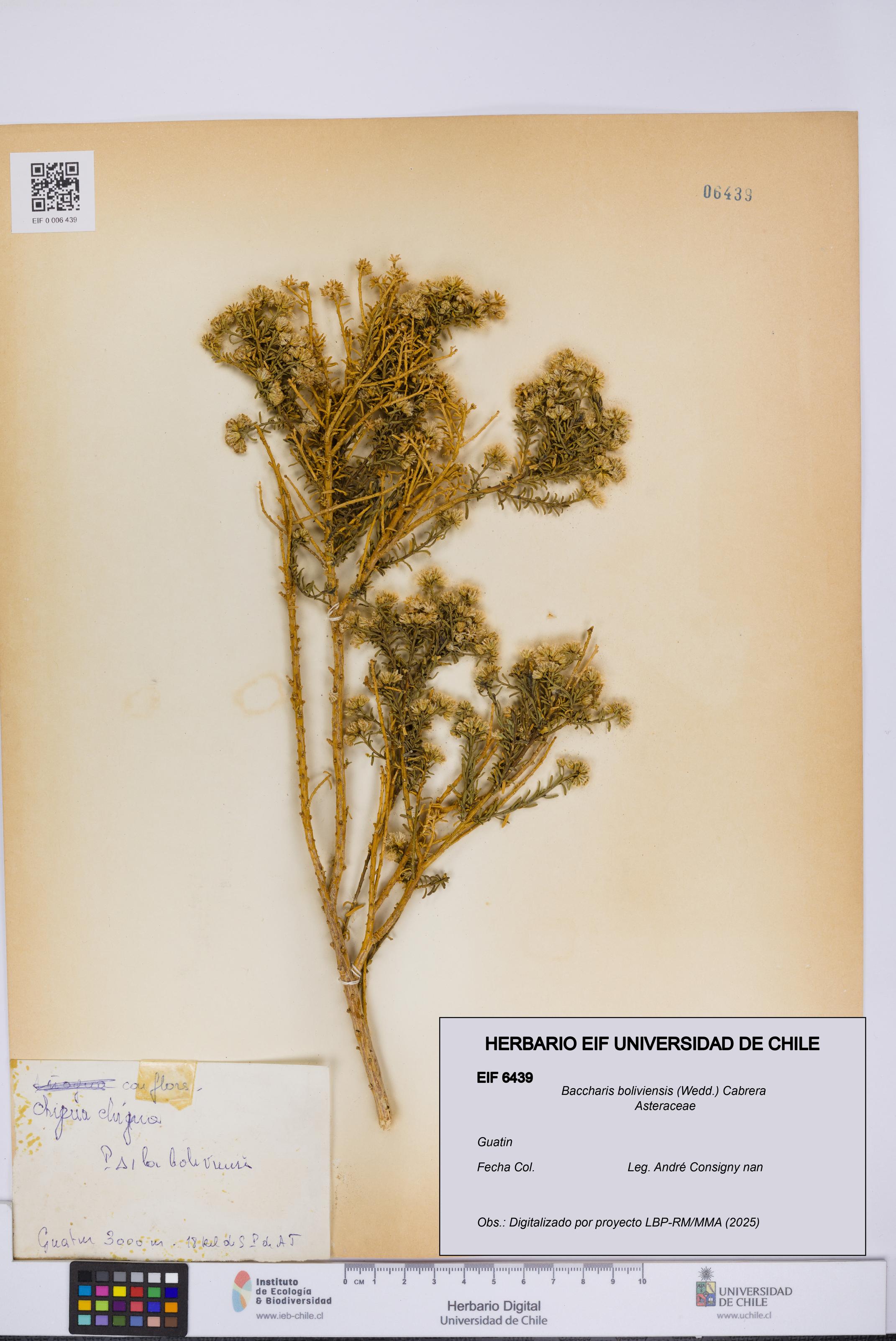 Baccharis boliviensis [Espécimen: UCH:EIF:0006439]