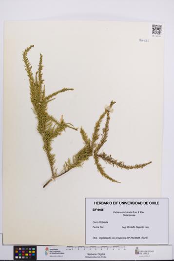 Fabiana imbricata [Espécimen: UCH:EIF:0006455]