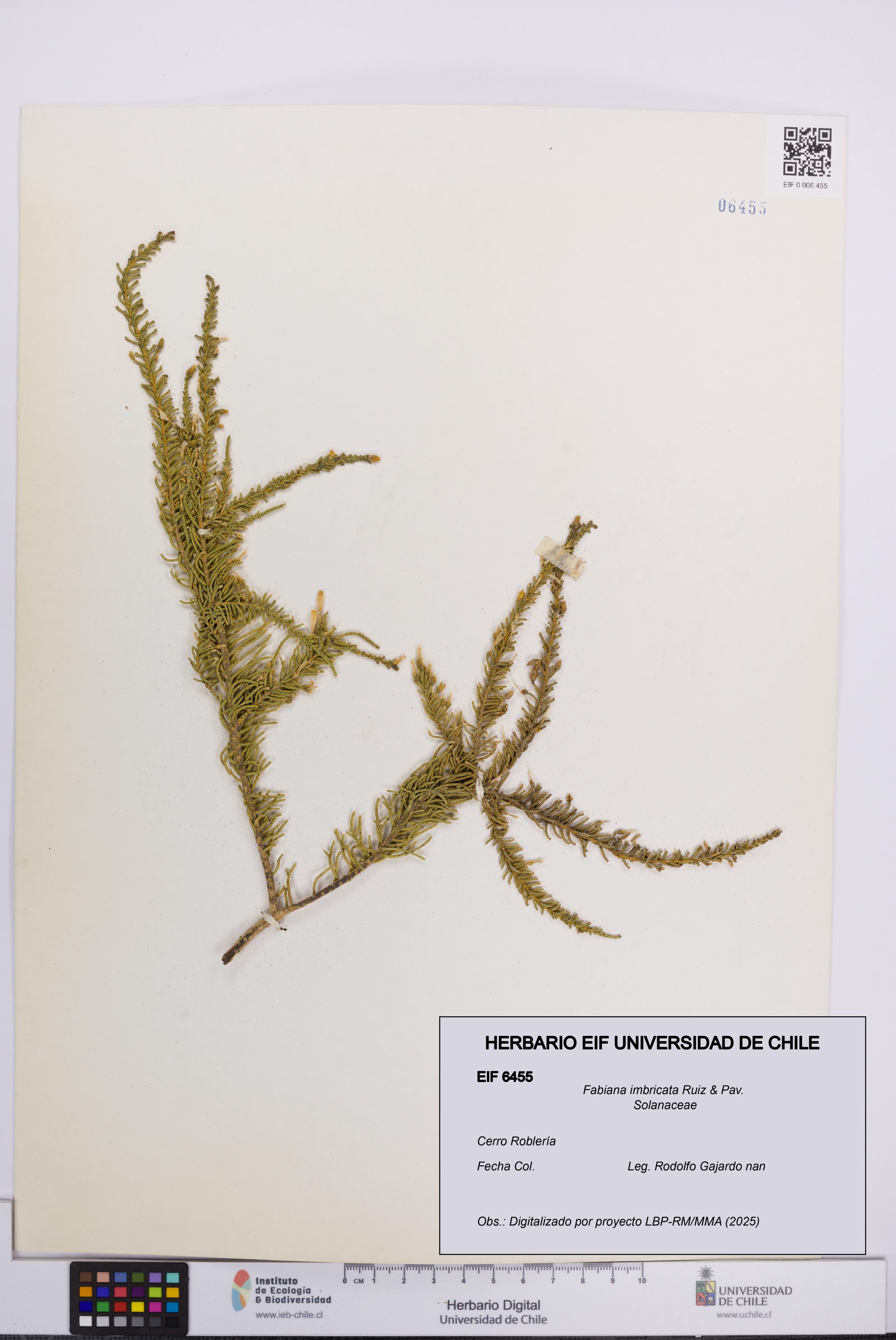 Fabiana imbricata [Espécimen: UCH:EIF:0006455]